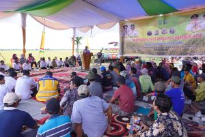 Dikunjungi Gubernur Riau, Ratusan Warga Antusias Ramaikan Panen Raya Padi di Siak