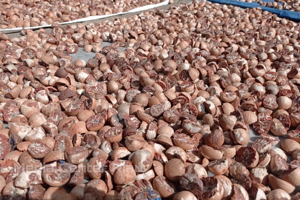 Info Lur! Harga Pinang Kering di Riau Rp7.667 per Kg
