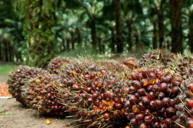 Tahun Ini, Sawit Masih Topang Pertumbuhan Ekonomi Riau