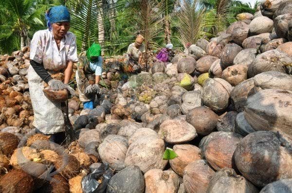 Harga Kopra Turun dan Tepung Sagu Naik, Berikut Rinciannya