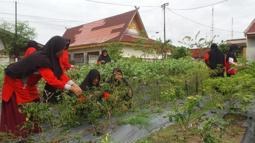 Disketapang Pekanbaru Kunjungi CPCL KWT Indrayani Terkait Program Daerah Rentan Rawan Pangan