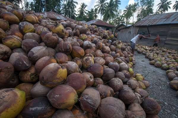 Harga Kelapa dan Kopra Cenderung Stagnan