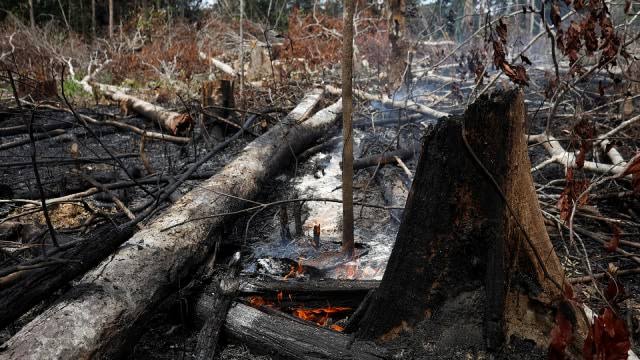 Sebanyak 24 Pelaku Bakar Lahan Diamankan Tim Polda Riau