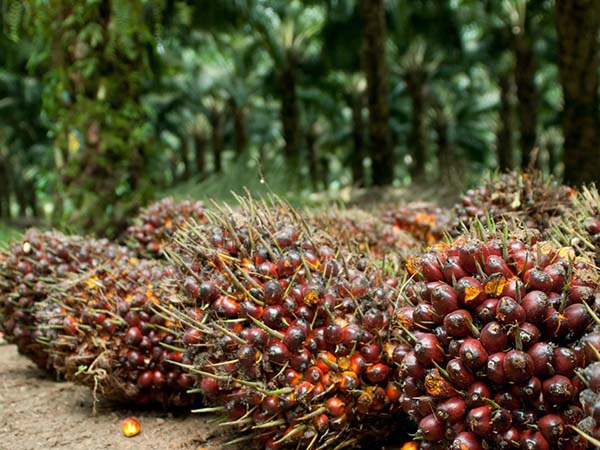 Berikut Harga TBS Sawit di Riau Pekan Ini