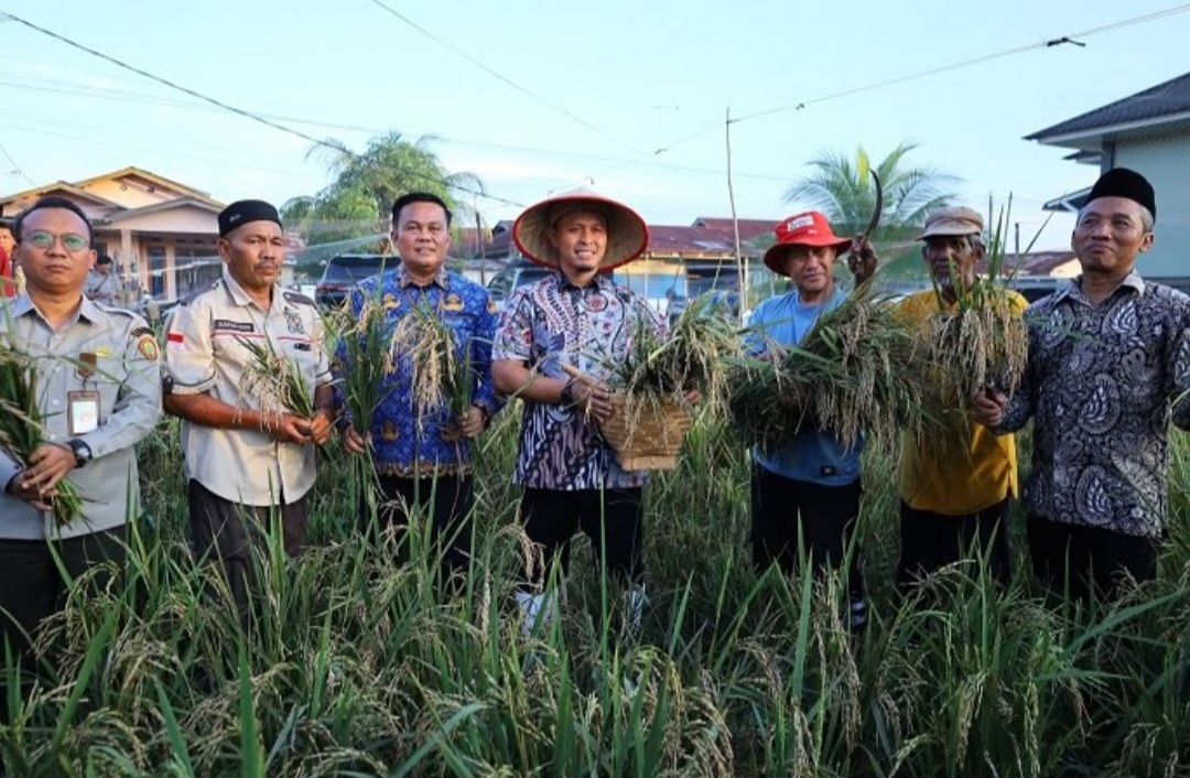 Panen Padi Gogo di Meranti Pandak, Wako Agung : Bukti Pekanbaru Menuju Mandiri Pangan