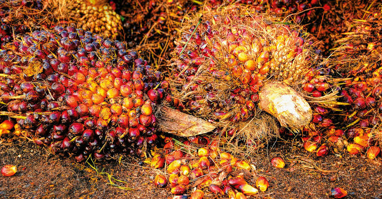 Harga Sawit di Riau Naik Lagi Jadi Rp2.297,14 per Kg