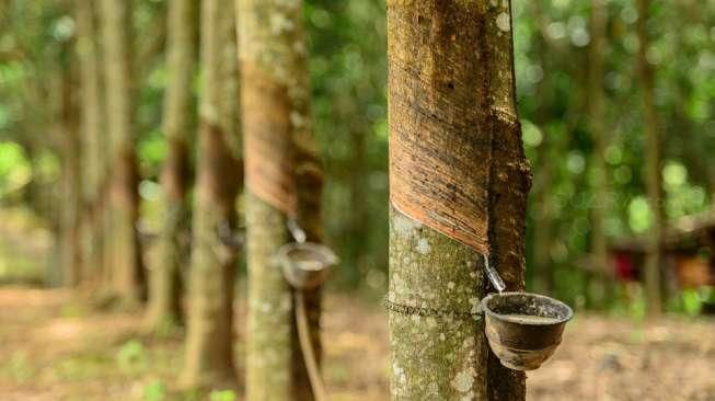 Harga Bahan Olahan Karet di Riau Pekan Ini Mengalami Kenaikan
