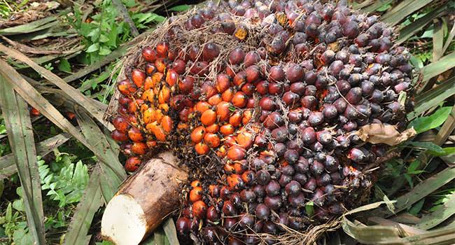 Harga Sawit Naik Jadi Rp2.358,00 per Kg