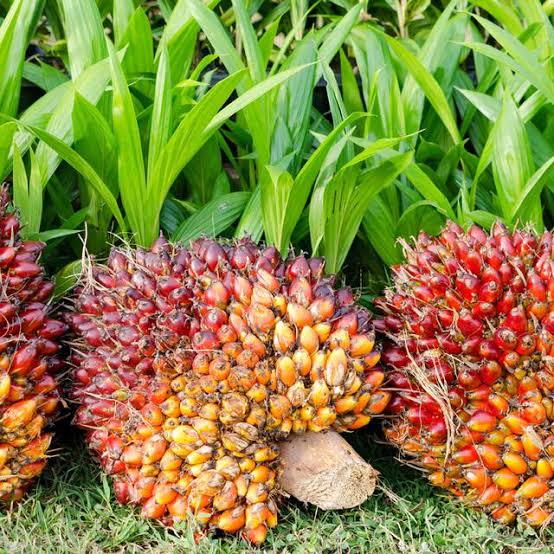 Harga Sawit di Riau Naik Menjadi Rp2.506,52 Per Kg