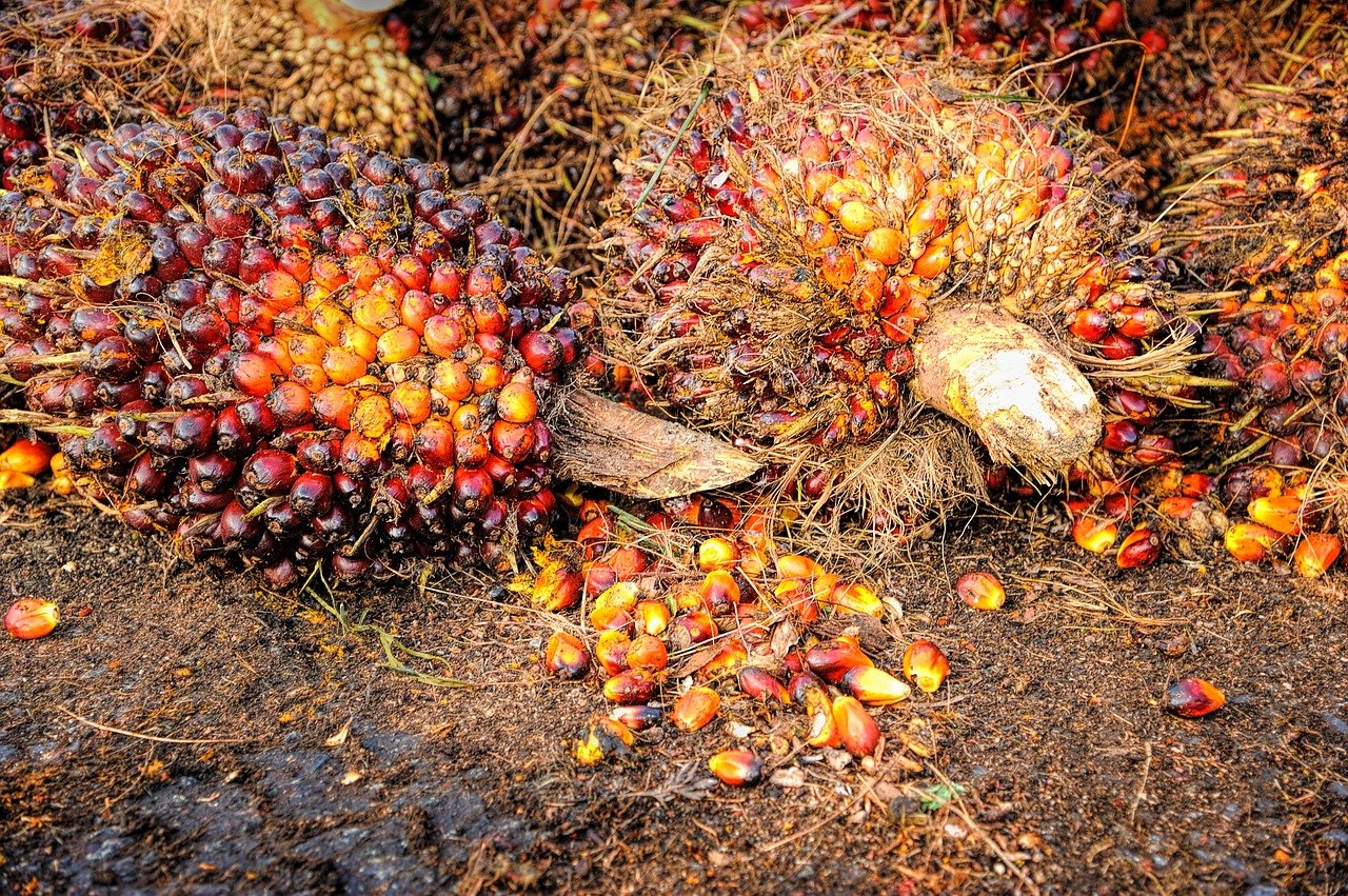 Harga Kelapa Sawit Naik Sebesar Rp 3.114,41/Kg