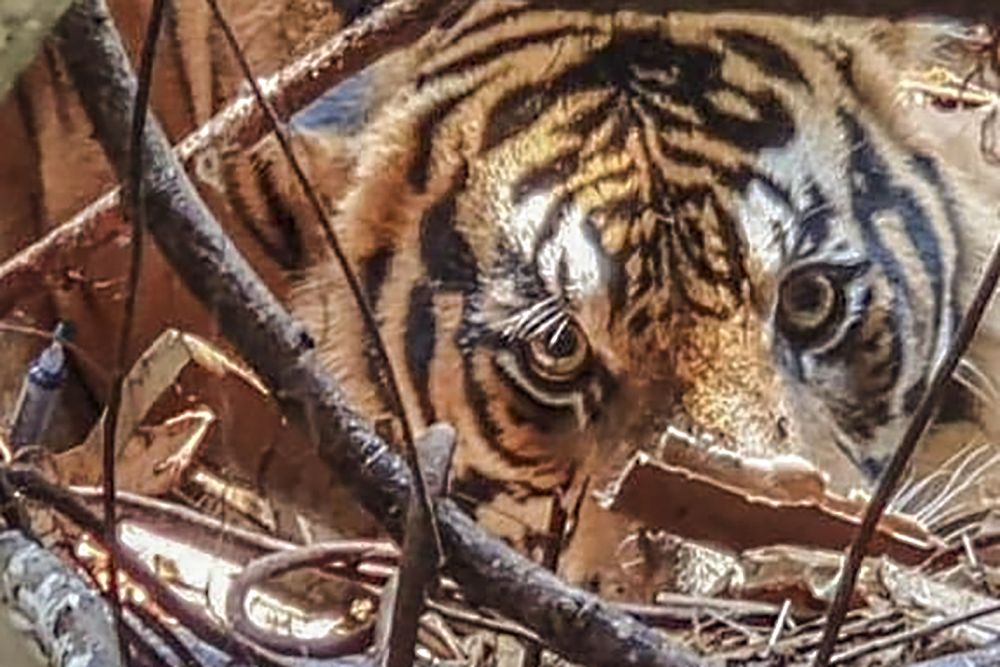 Balai BKSDA Riau Klarifikasi Video Viral Wajah Warga Rusak Diserang Harimau