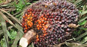 Harga Sawit di Riau Meroket Lagi, Ini Daftar Lengkapnya