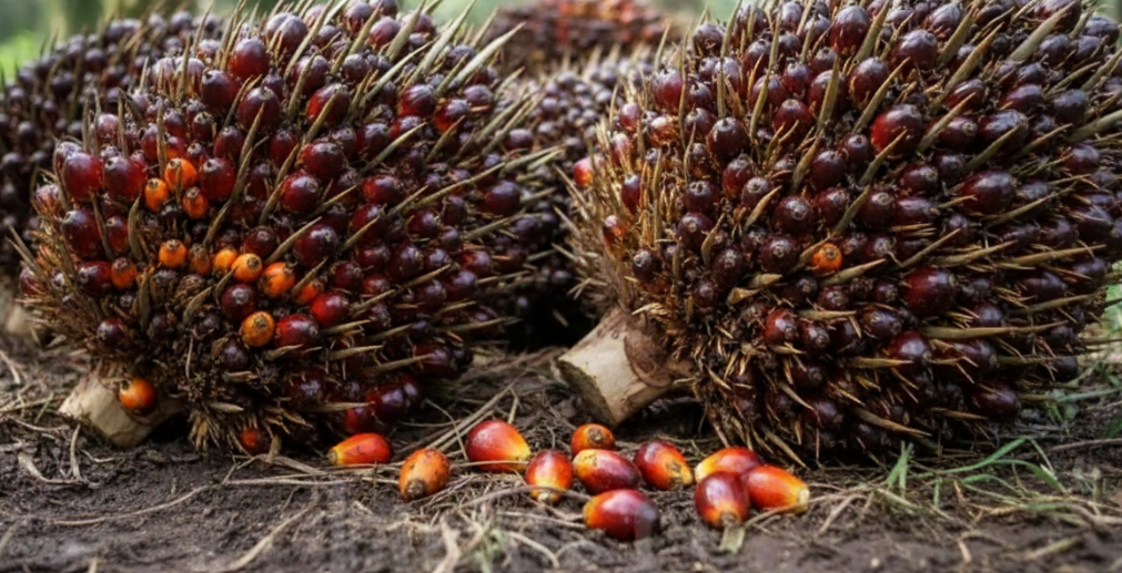 Harga TBS Kelapa Sawit Mitra Swadaya Riau Naik Tembus Rp3.468 per Kg
