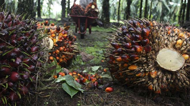 Harga TBS Sawit Naik Menjadi Rp 2.517,13/Kg