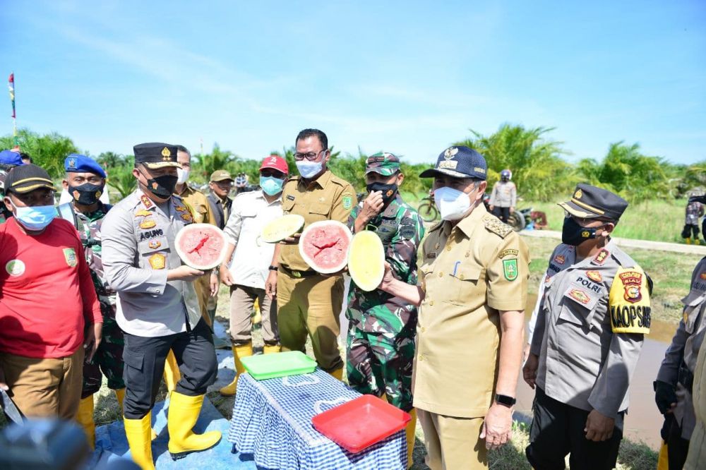 Panen Semangka di Rohil, Gubri: Semangkanya Manis dan Segar