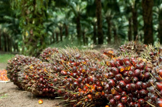 Harga TBS Kelapa Sawit di Riau Naik Rp2.749,02 per Kg