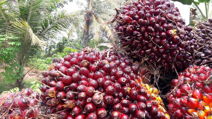 Harga TBS Sawit di Riau Turun Tipis Rp27,01 per Kg, Ini Rincian Lengkapnya