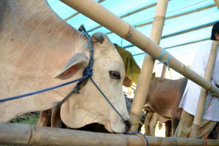 Distankan Sudah Periksa Ribuan Ekor Hewan Kurban
