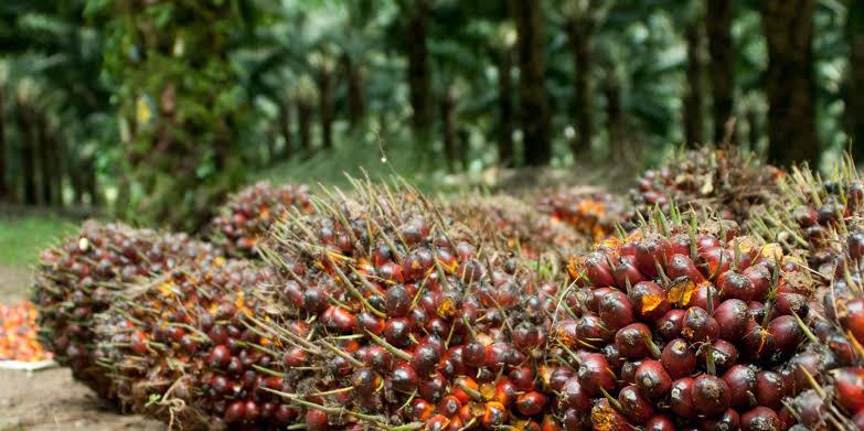 Harga Sawit Pekan Mencapai Rp2.172,72 per Kg