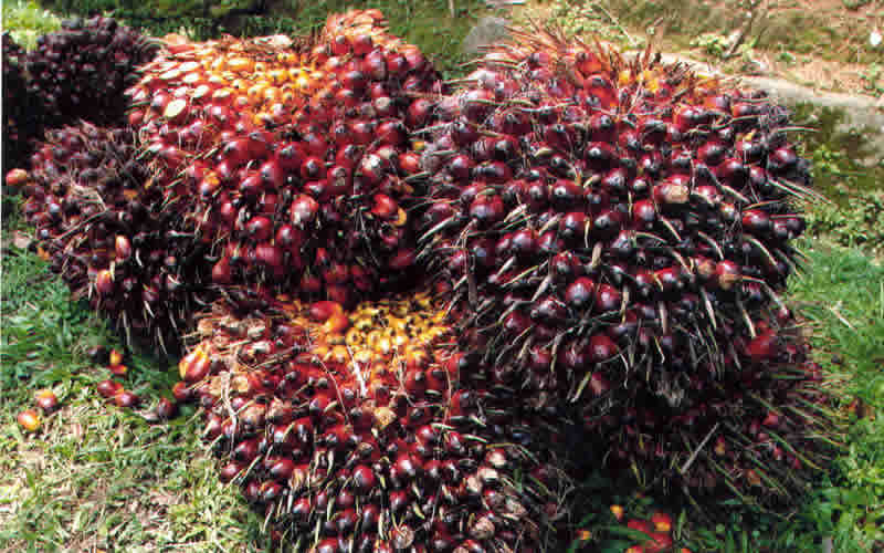 Harga TBS Kelapa Sawit Pekan Ini Rp2.361,59 per Kg